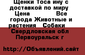Щенки Тоса-ину с доставкой по миру › Цена ­ 68 000 - Все города Животные и растения » Собаки   . Свердловская обл.,Первоуральск г.